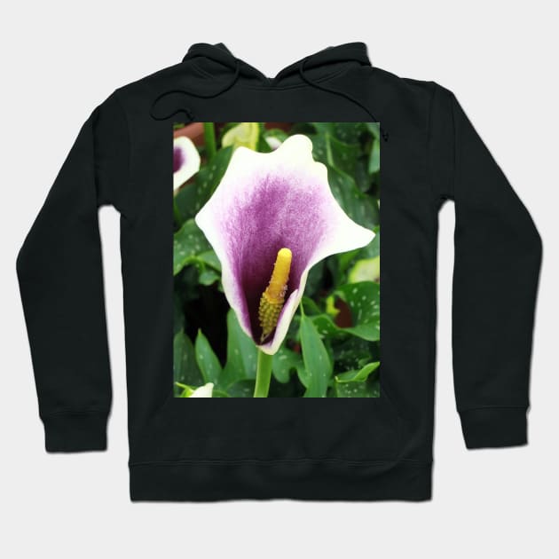 Purple Calla Lily Hoodie by pinkal